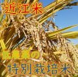 画像5: 新米【７年産】コシヒカリ　白米５kg (5)