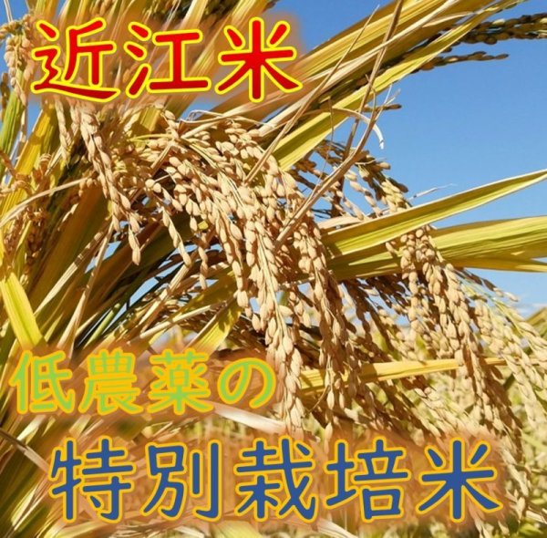 画像6: 新米【７年産】みずかがみ　玄米５kg　 (6)