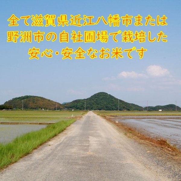 画像7: 新米【７年産】みずかがみ　玄米５kg　 (7)