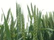 画像2: IKARIFARM小麦使用！国産金柑を使用した女性にも飲みやすいクラフトビール「金柑ウィット」　6本入　※常温商品とは一緒にご購入いただけません。 (2)