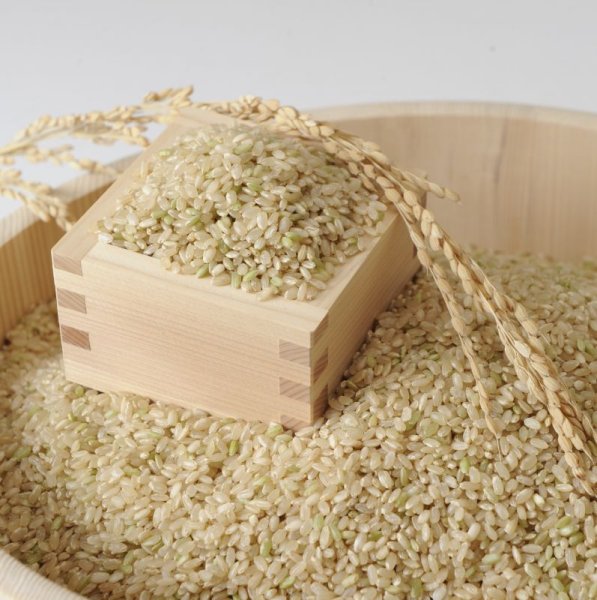 画像3: 新米【７年産】コシヒカリ　玄米３０kg (3)