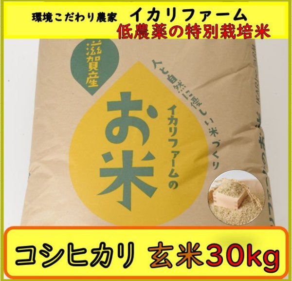 画像2: 新米【７年産】コシヒカリ　玄米３０kg (2)