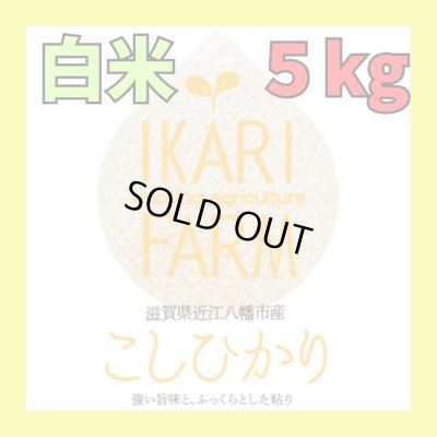 【７年産】コシヒカリ　白米５kg