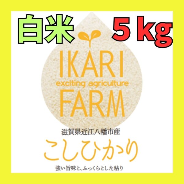 画像1: 新米【７年産】コシヒカリ　白米５kg (1)