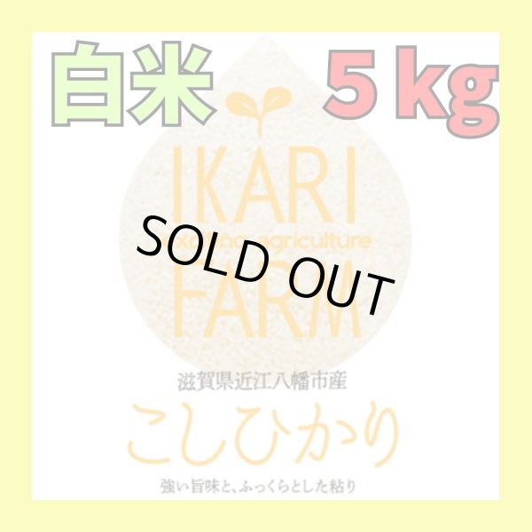 画像1: 【７年産】コシヒカリ　白米５kg (1)