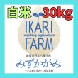 画像1: 新米【７年産】みずかがみ　白米３０kg　　 (1)