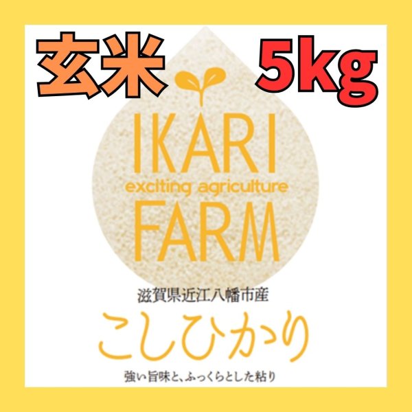 画像1: 新米【７年産】コシヒカリ　玄米５kg (1)