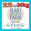 画像1: 新米【７年産】みずかがみ　玄米３０kg　 (1)