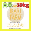 画像1: 新米【７年産】コシヒカリ　白米３０kg (1)
