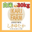 画像1: 新米【７年産】しきゆたか　白米３０kg (1)