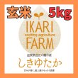 画像1: 新米【７年産】しきゆたか　玄米5kg (1)