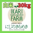 画像1: 新米【７年産】にじのきらめき　白米30kg (1)